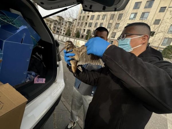 配资门户优选网 国家二级保护动物受伤，阜石路第四社区接力救助